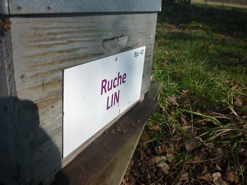 La ruche Lin