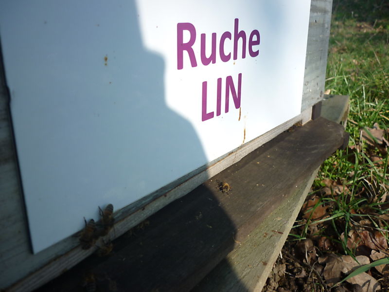 La ruche Lin