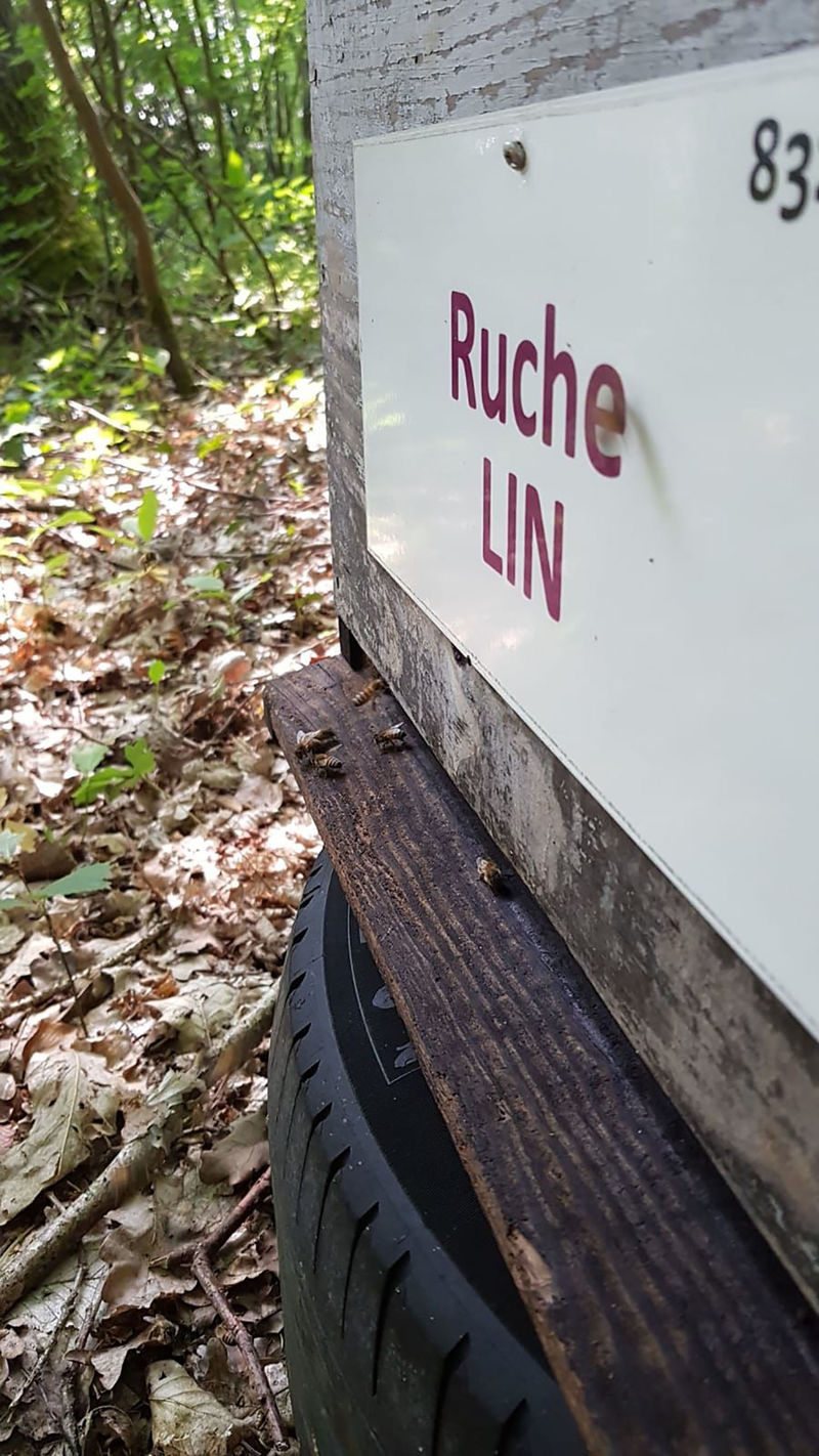 La ruche Lin
