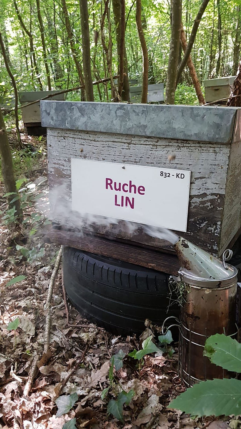 La ruche Lin