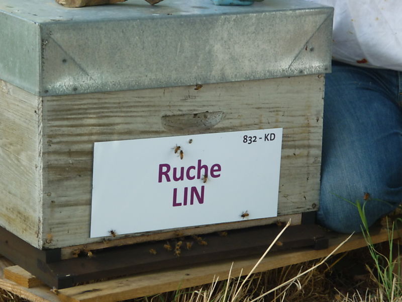 La ruche Lin