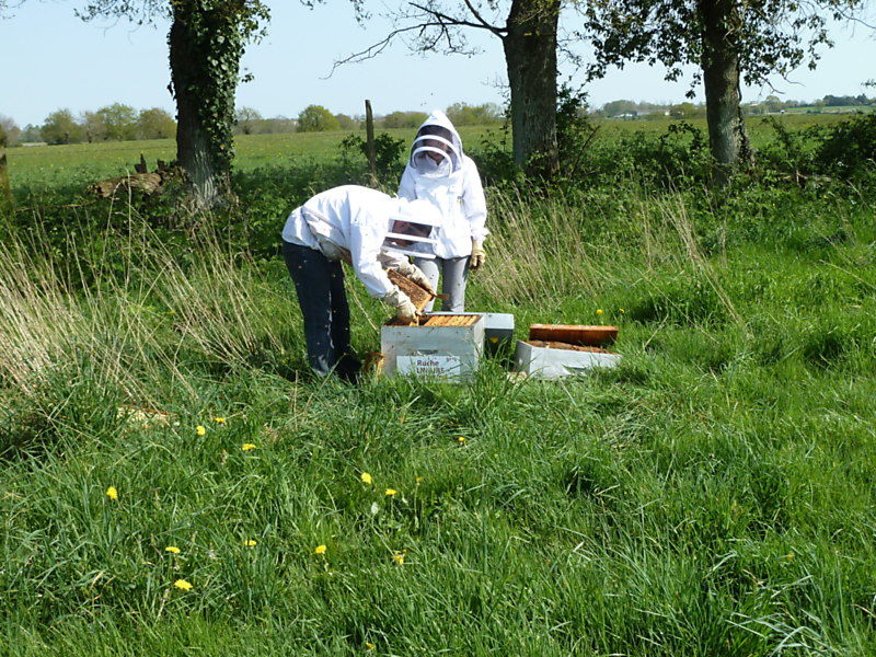 La ruche Linaire commune