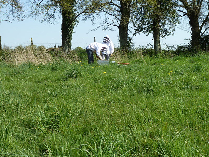 La ruche Linaire commune