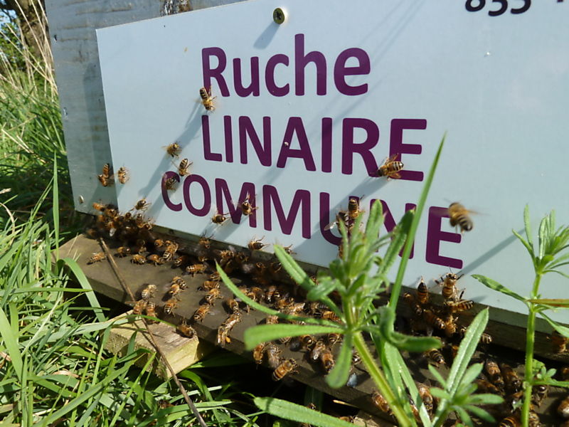 La ruche Linaire commune