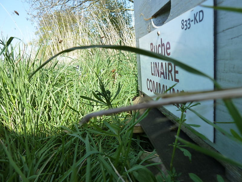 La ruche Linaire commune