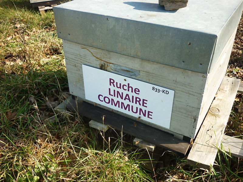 La ruche Linaire commune