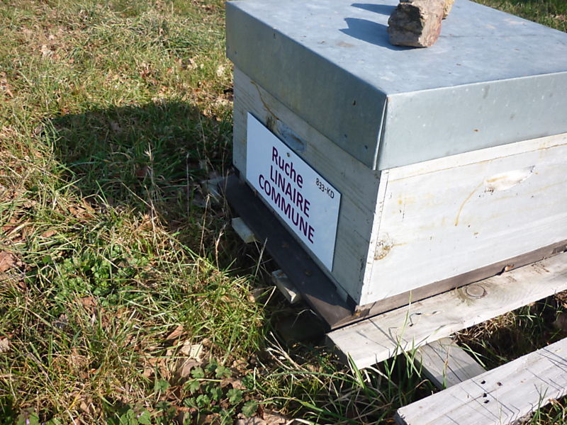 La ruche Linaire commune