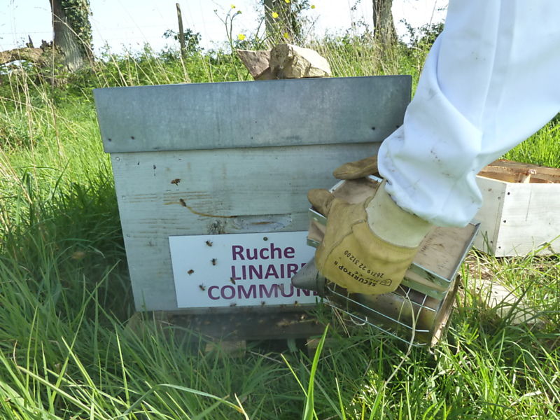 La ruche Linaire commune