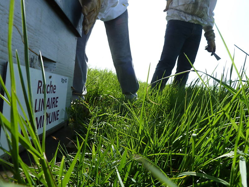 La ruche Linaire commune