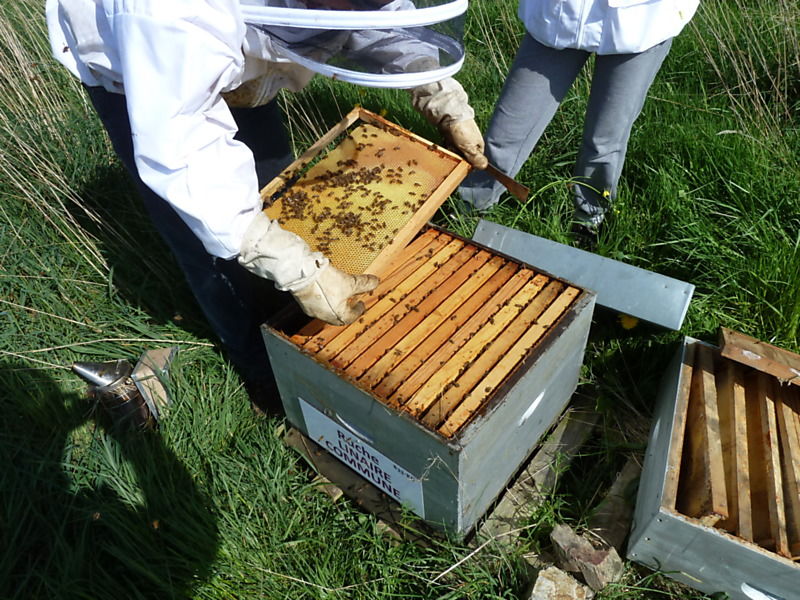 La ruche Linaire commune
