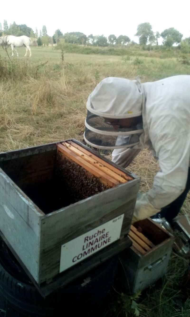 La ruche Linaire commune