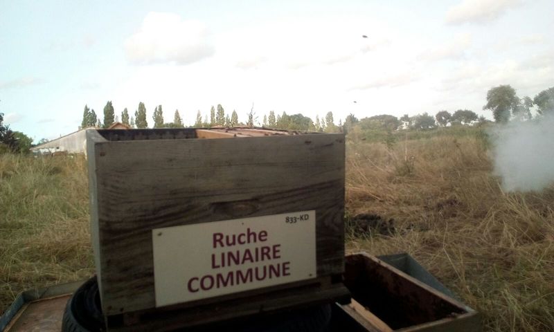 La ruche Linaire commune