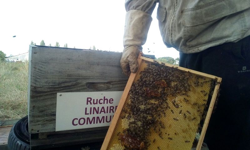 La ruche Linaire commune