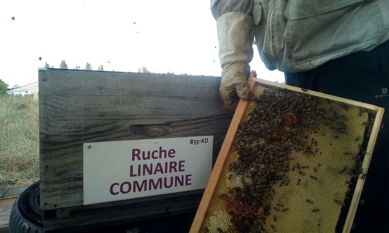 La ruche Linaire commune