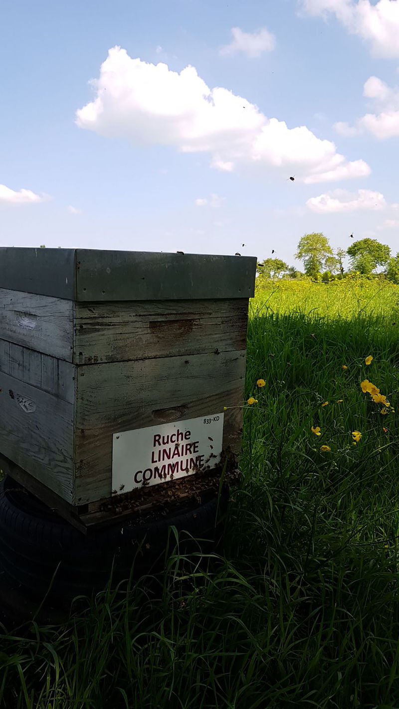 La ruche Linaire commune