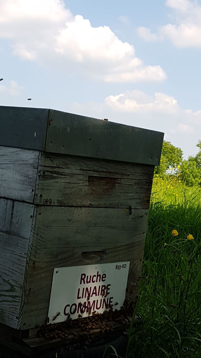 La ruche Linaire commune