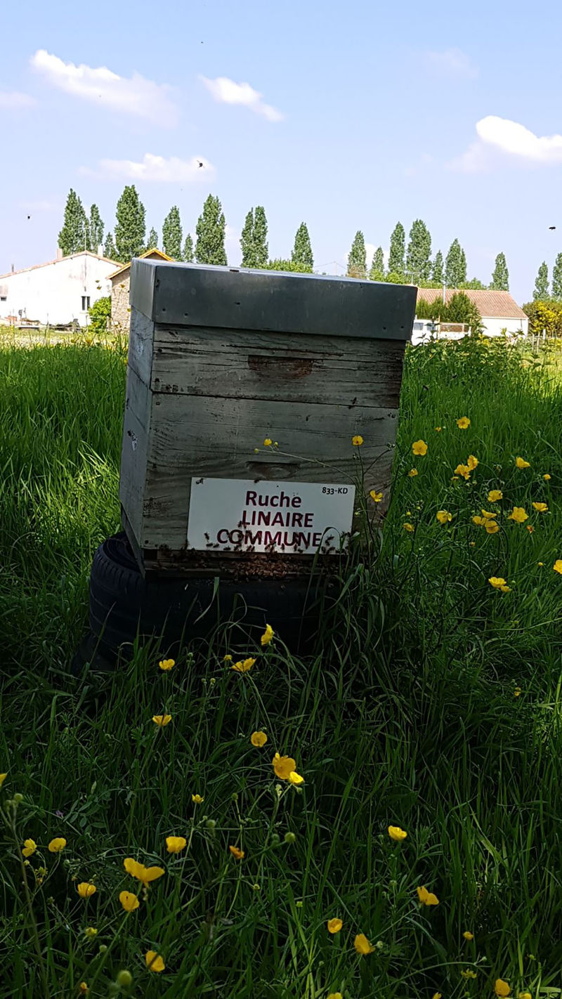 La ruche Linaire commune