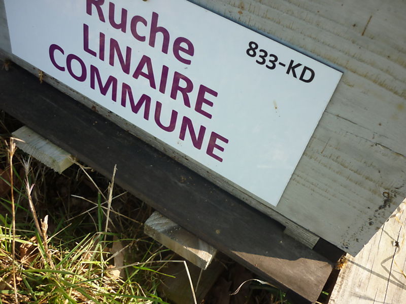 La ruche Linaire commune