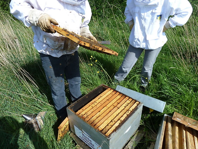 La ruche Linaire commune