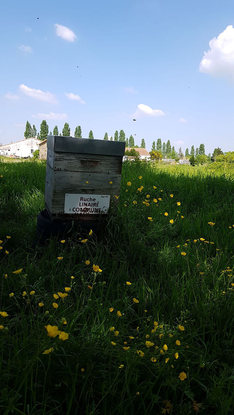 La ruche Linaire commune