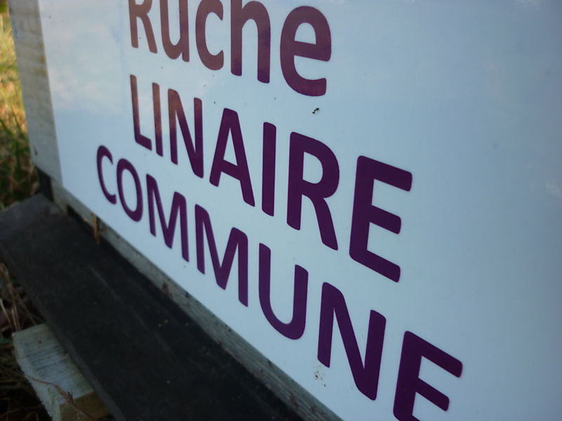 La ruche Linaire commune