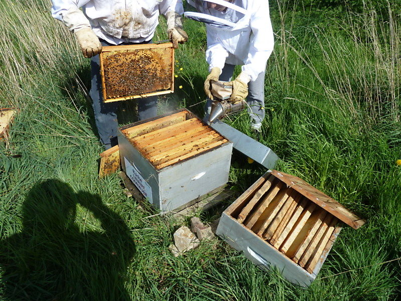 La ruche Linaire commune