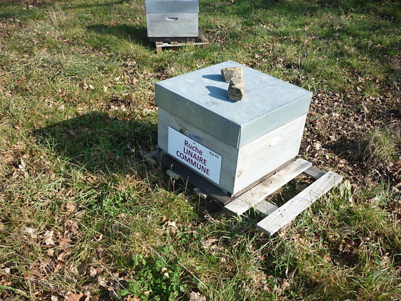 La ruche Linaire commune