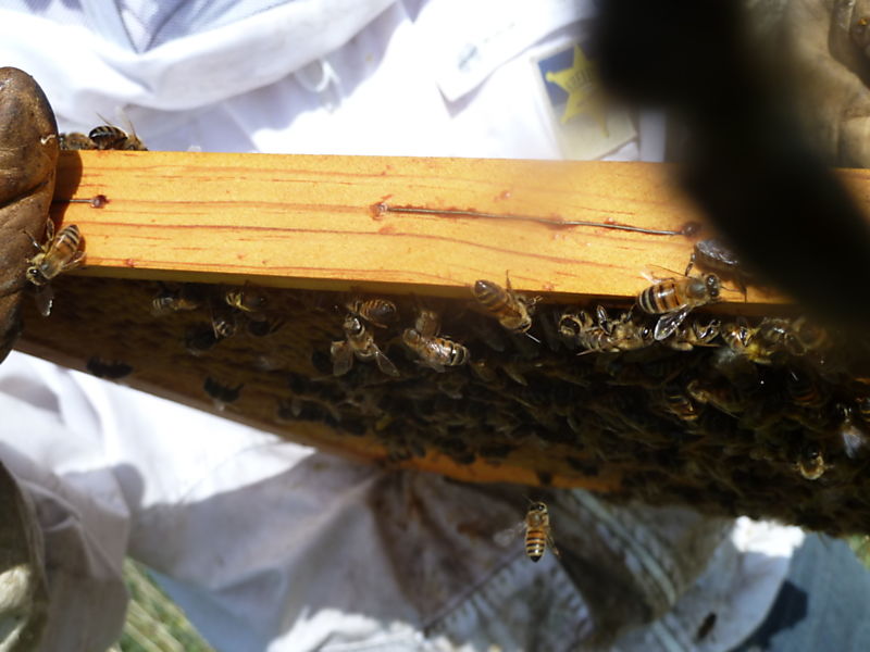 La ruche Linaire commune