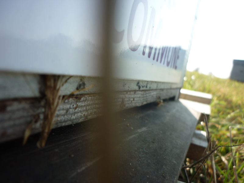 La ruche Linaire commune