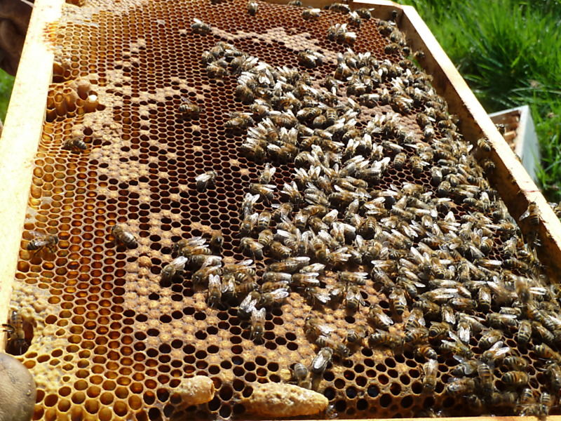 La ruche Linaire commune