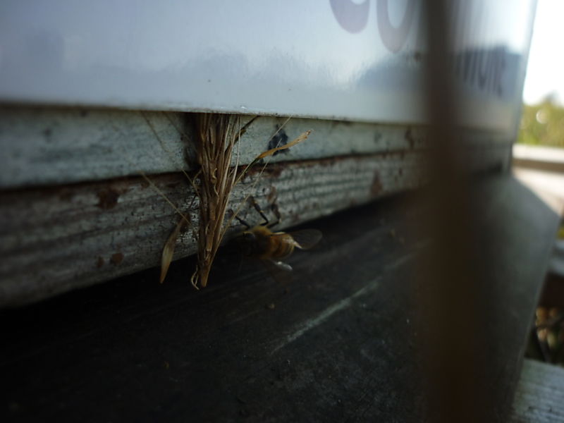 La ruche Linaire commune