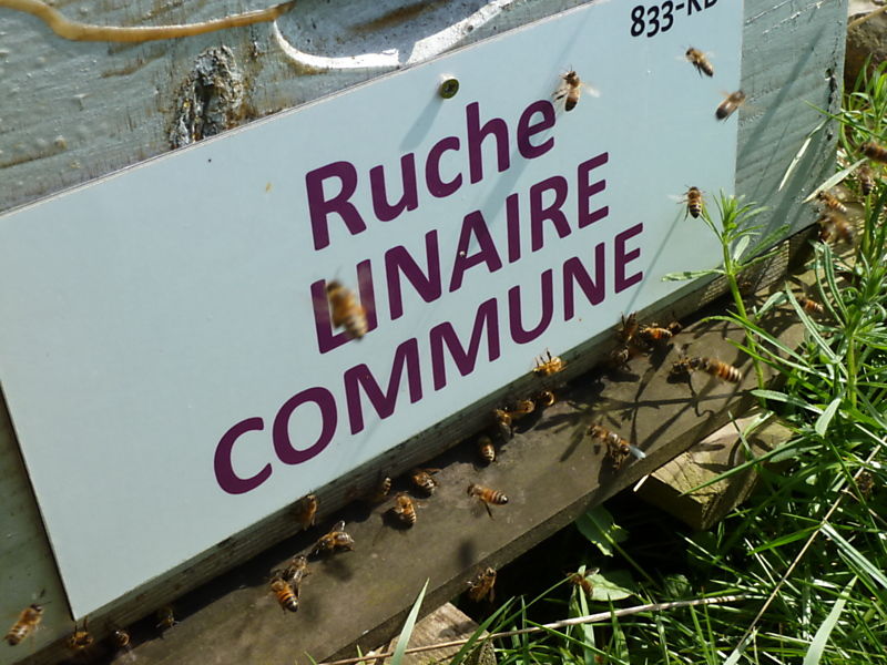La ruche Linaire commune