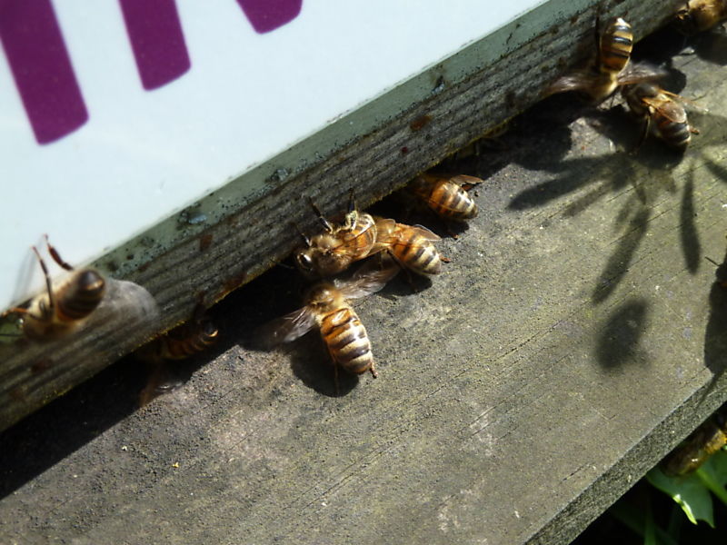 La ruche Linaire commune