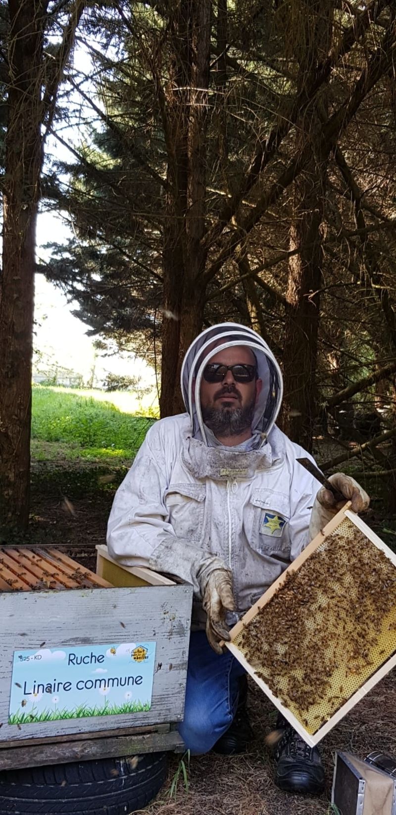La ruche Linaire commune
