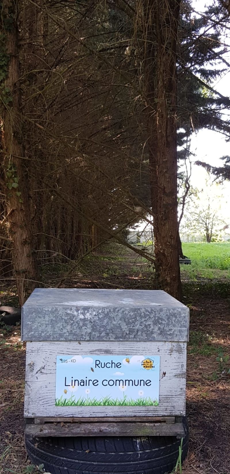 La ruche Linaire commune