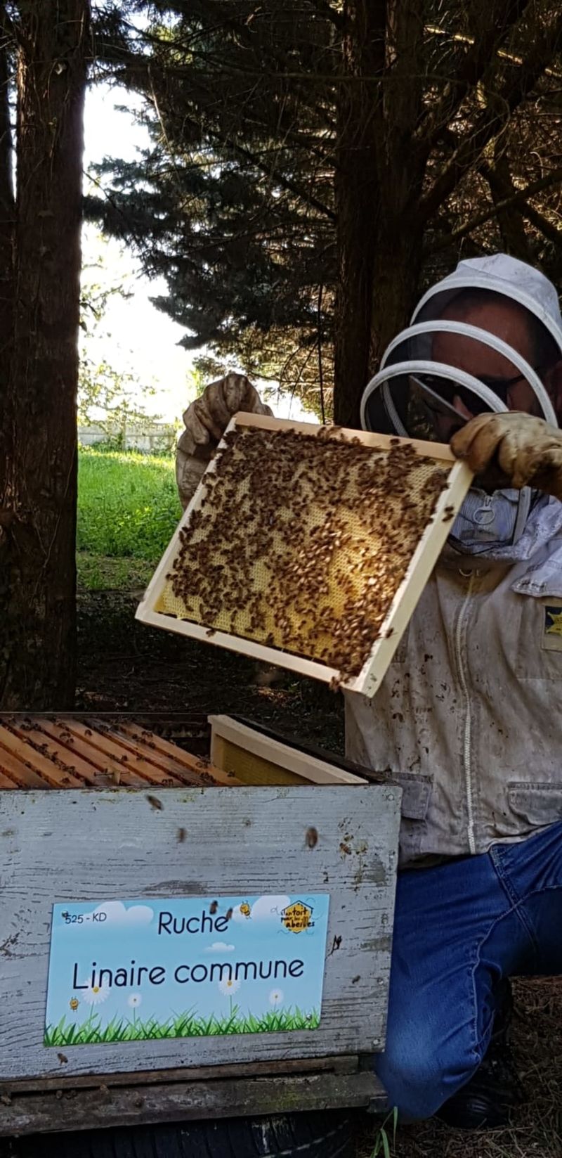 La ruche Linaire commune