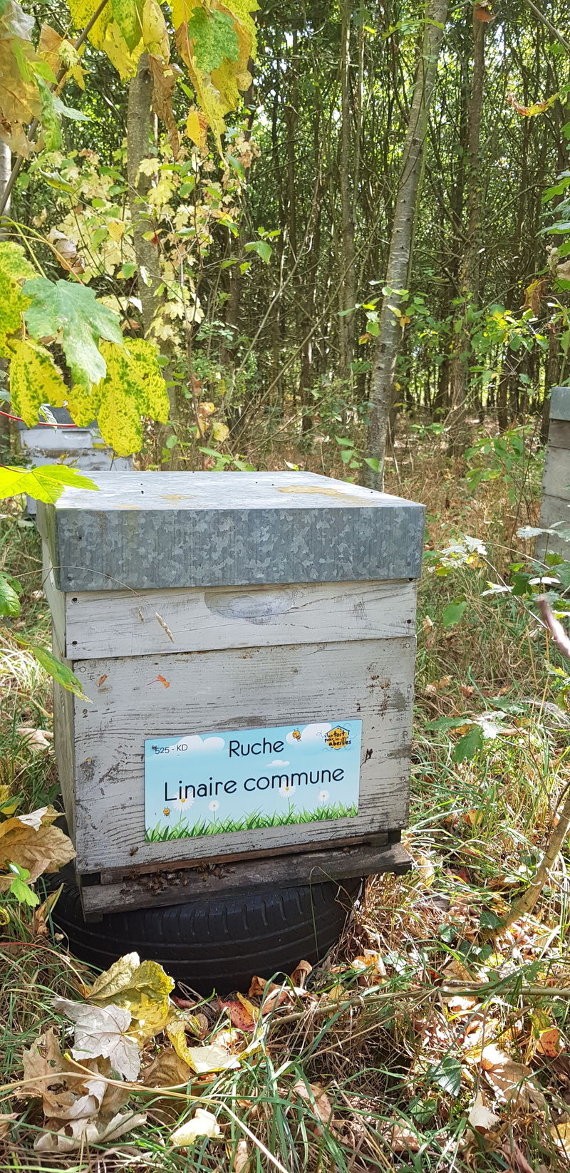 La ruche Linaire commune