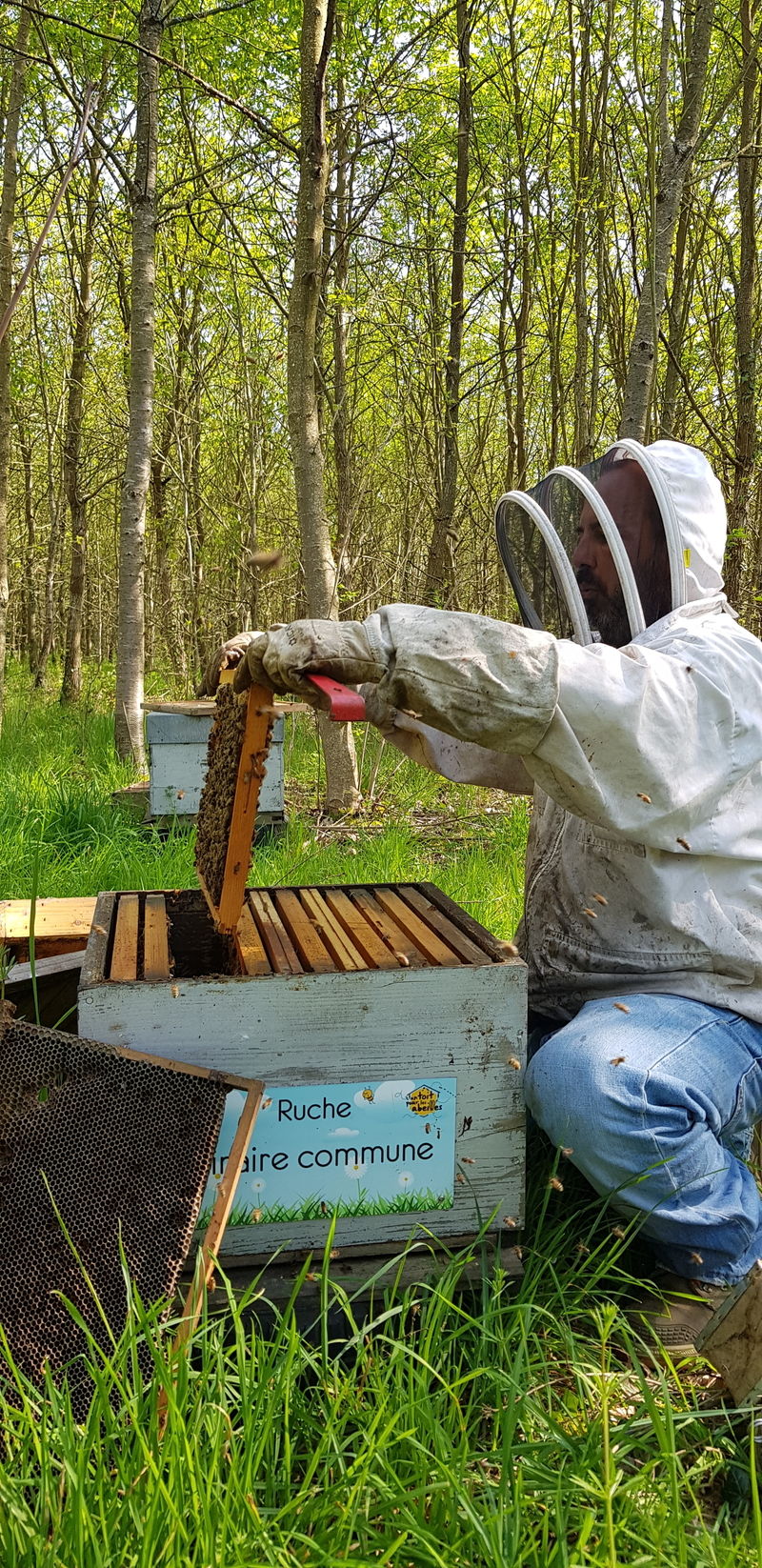 La ruche Linaire commune