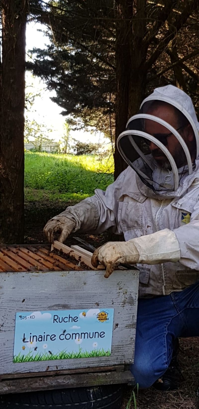 La ruche Linaire commune