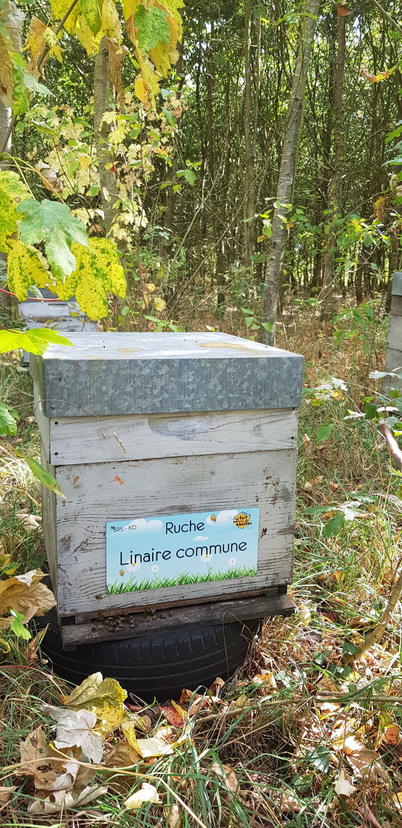 La ruche Linaire commune