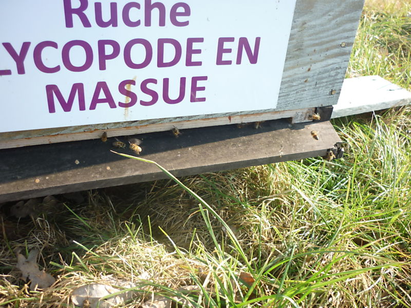 La ruche Lycopode en massue