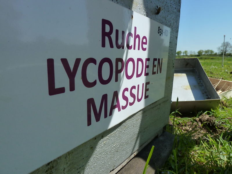 La ruche Lycopode en massue