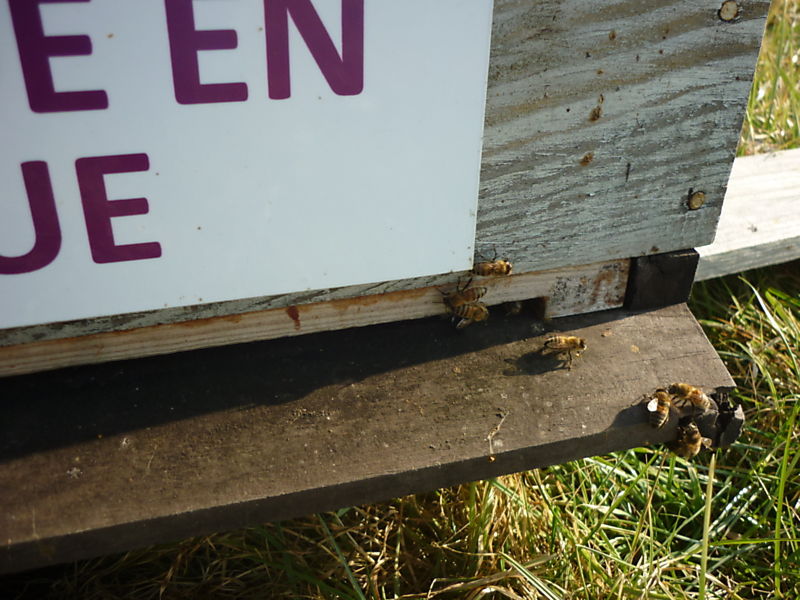 La ruche Lycopode en massue