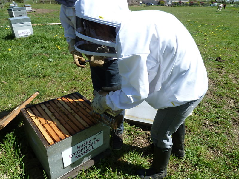 La ruche Lycopode en massue