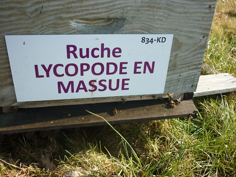 La ruche Lycopode en massue