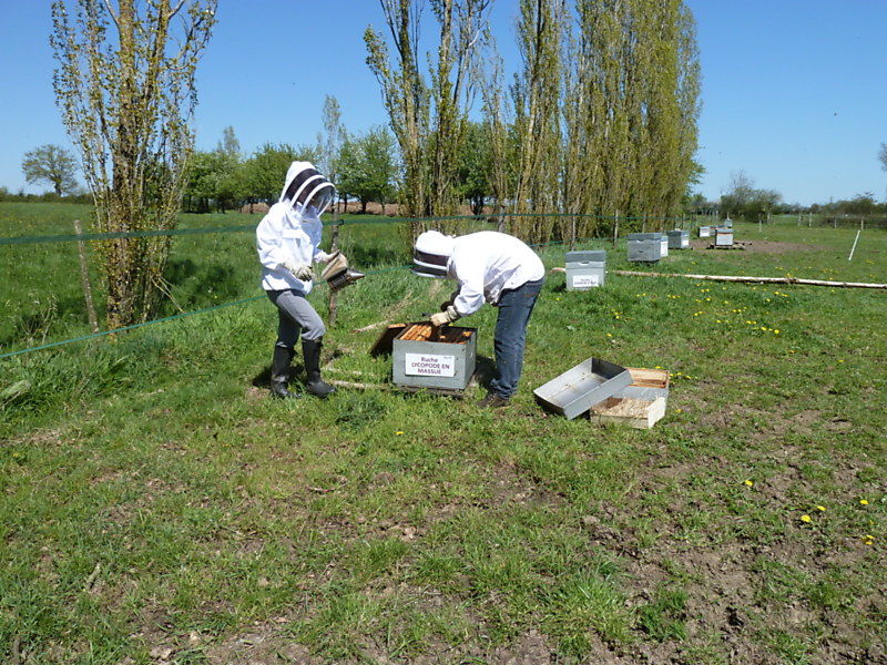 La ruche Lycopode en massue
