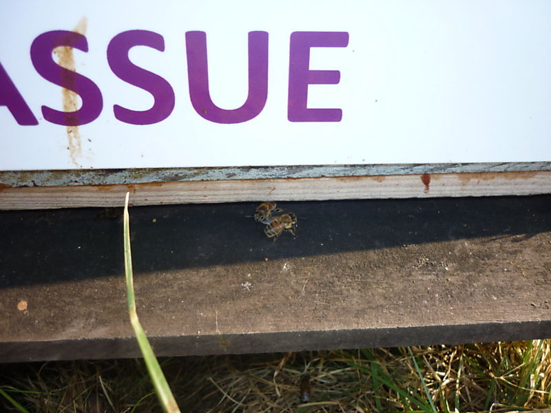 La ruche Lycopode en massue