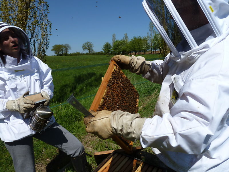 La ruche Lycopode en massue