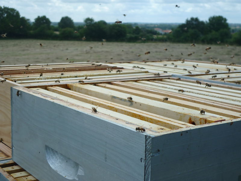 La ruche Lycopode en massue