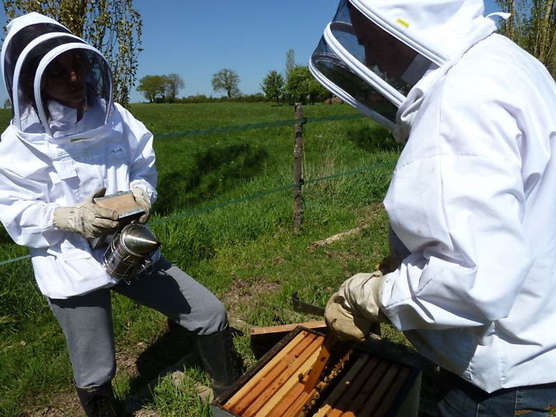 La ruche Lycopode en massue